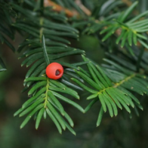 coniferous typer [10 uncorrectable sectors]