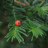coniferous typer [10 uncorrectable sectors]