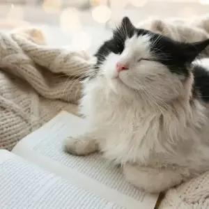 Мяу Машина